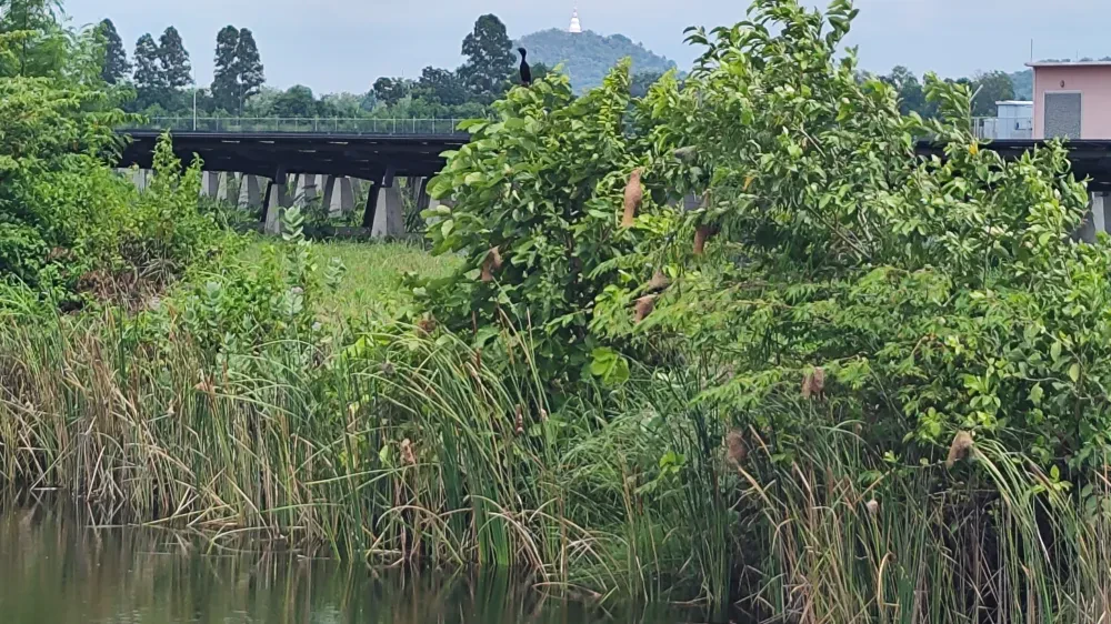 โครงการอนุรักษ์ความหลากหลายทางชีวภาพ "SSP GREEN HAVEN: Protecting Life, Preserving Nature"