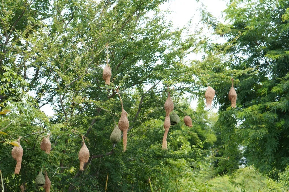 โครงการอนุรักษ์ความหลากหลายทางชีวภาพ "SSP GREEN HAVEN: Protecting Life, Preserving Nature"