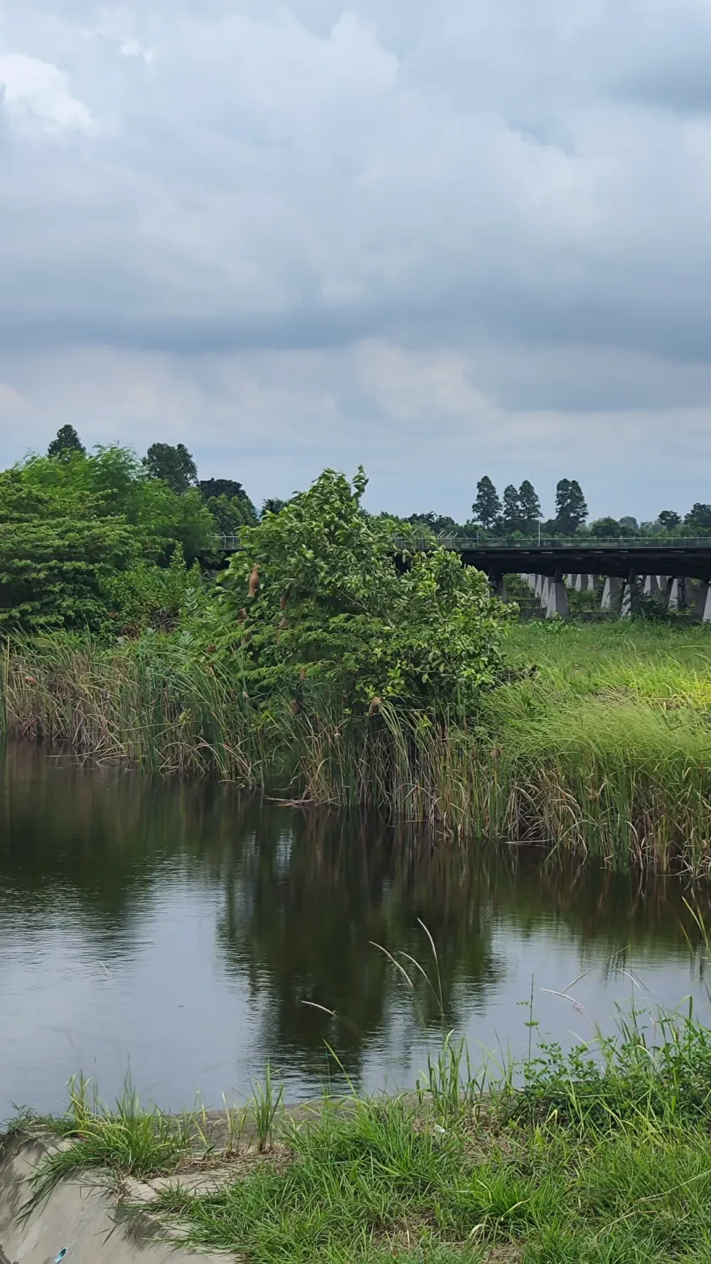 โครงการเพิ่มพื้นที่สีเขียวให้อุดมสมบูรณ์ SSP Green Space Restoration and Enrichment Project