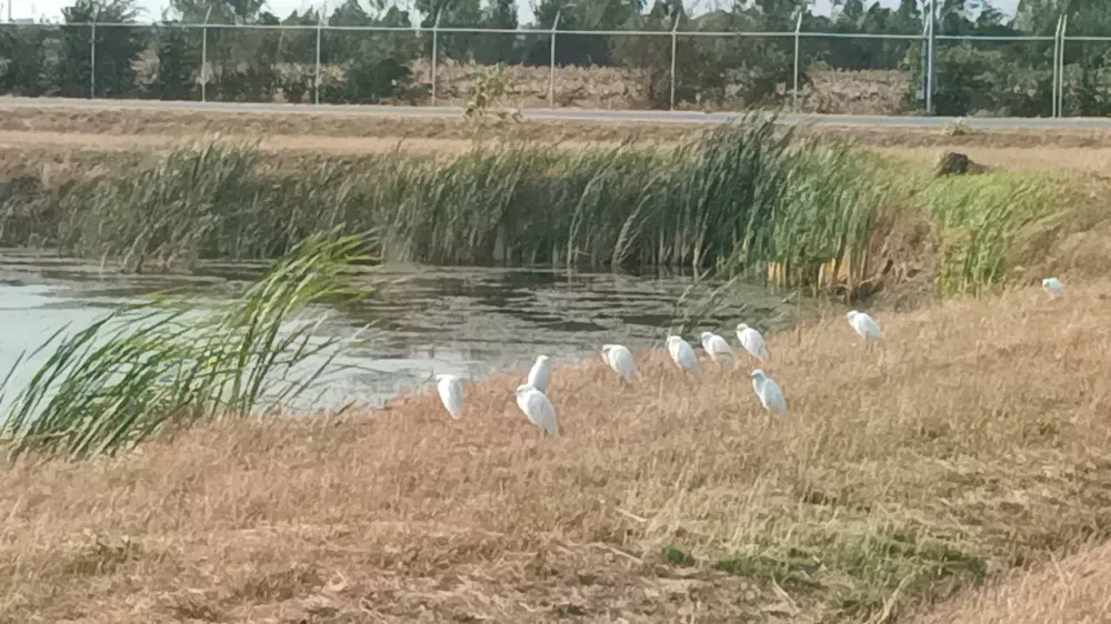 Biodiversity Conservation Project: “SSP GREEN HAVEN: Protecting Life, Preserving Nature”