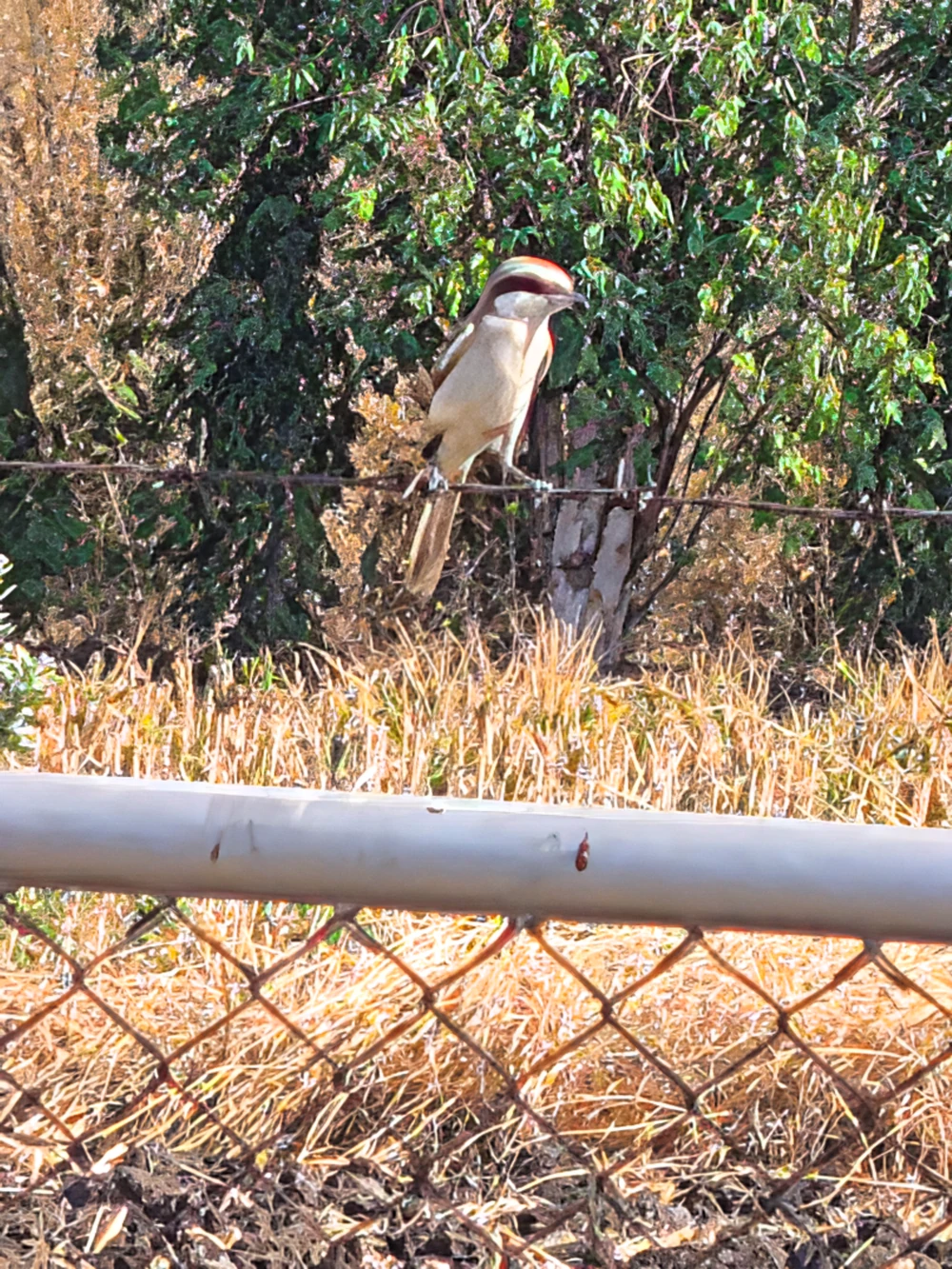 Biodiversity Conservation Project: “SSP GREEN HAVEN: Protecting Life, Preserving Nature”