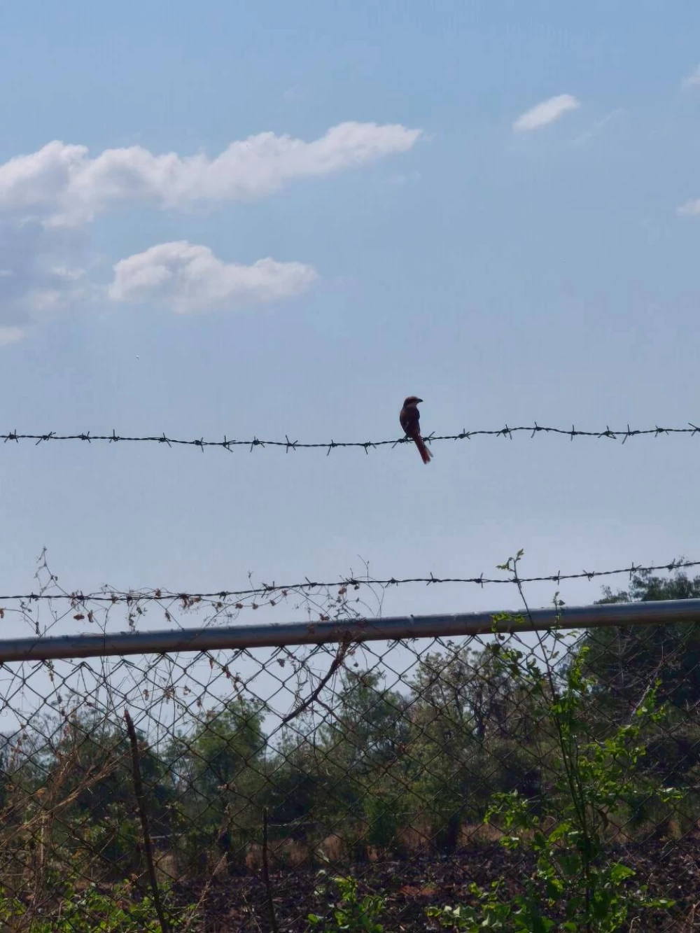 Biodiversity Conservation Project: “SSP GREEN HAVEN: Protecting Life, Preserving Nature”