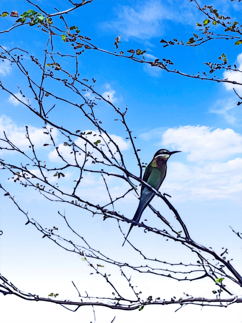 Biodiversity Conservation Project: “SSP GREEN HAVEN: Protecting Life, Preserving Nature”