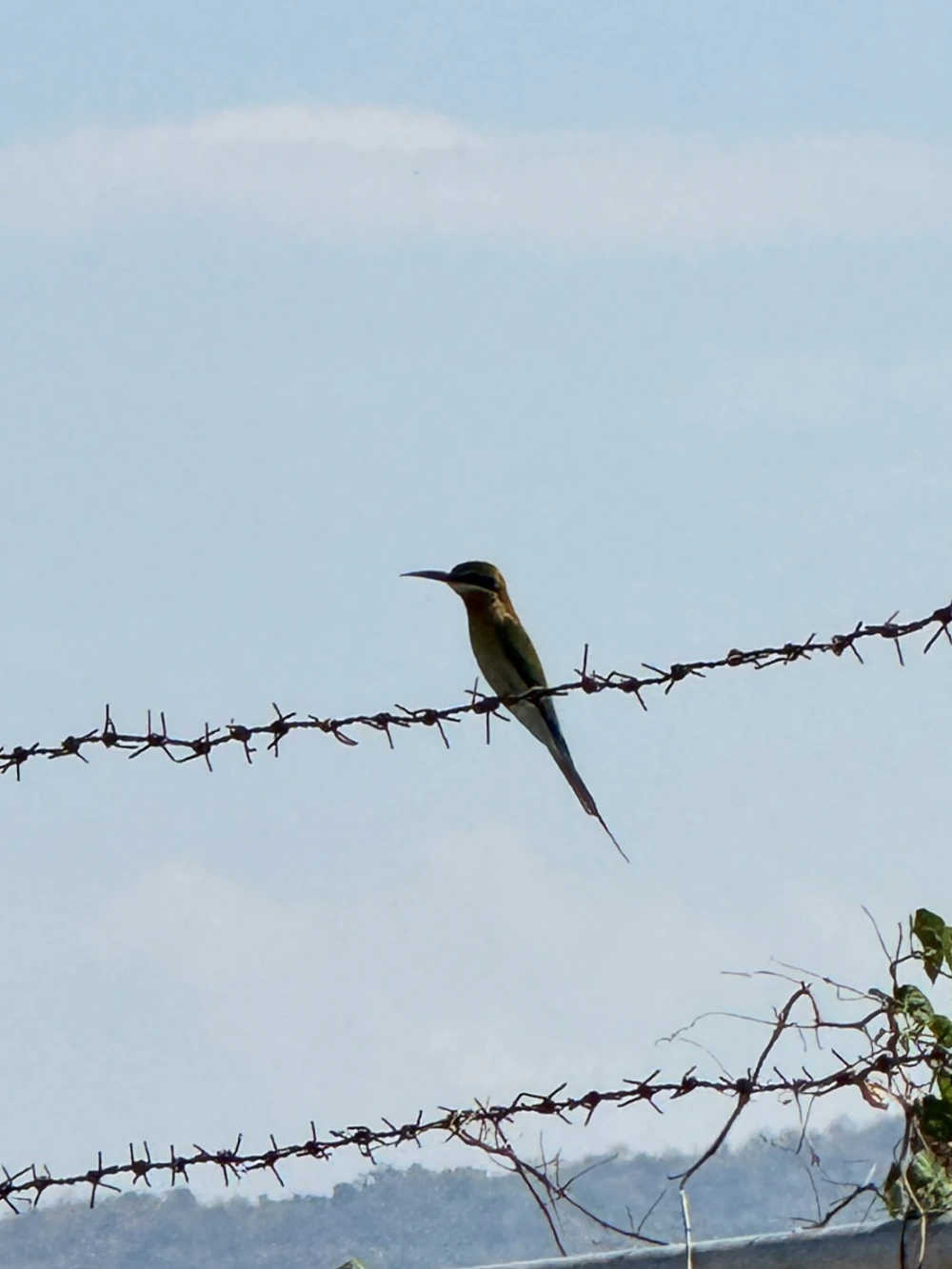 Biodiversity Conservation Project: “SSP GREEN HAVEN: Protecting Life, Preserving Nature”