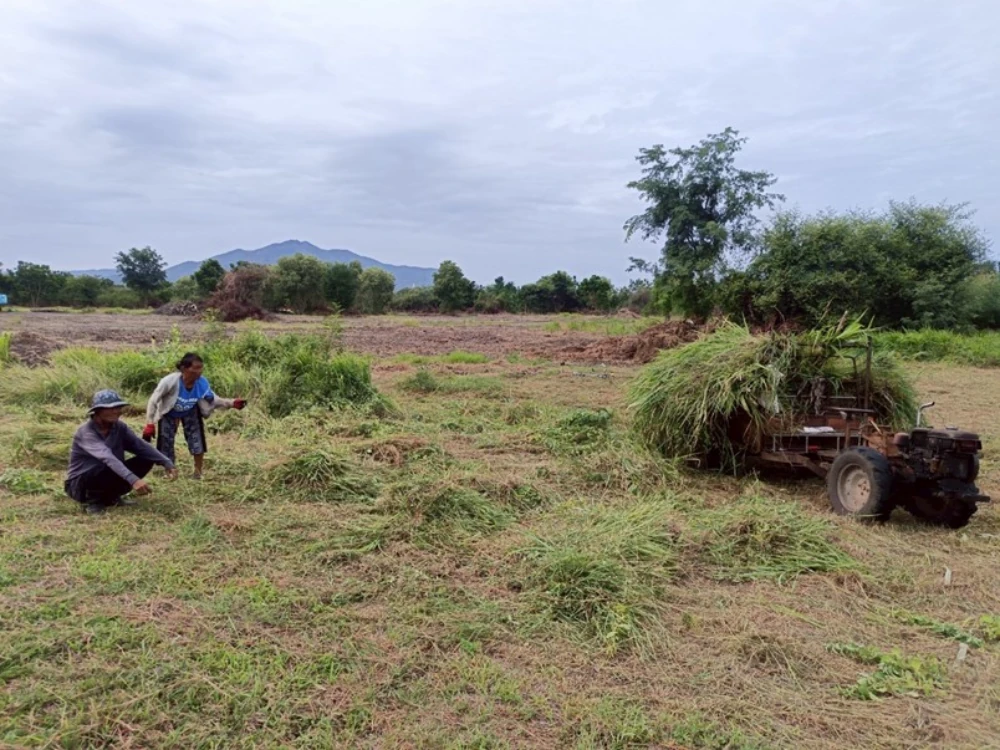โครงการ “Weed for Feed”